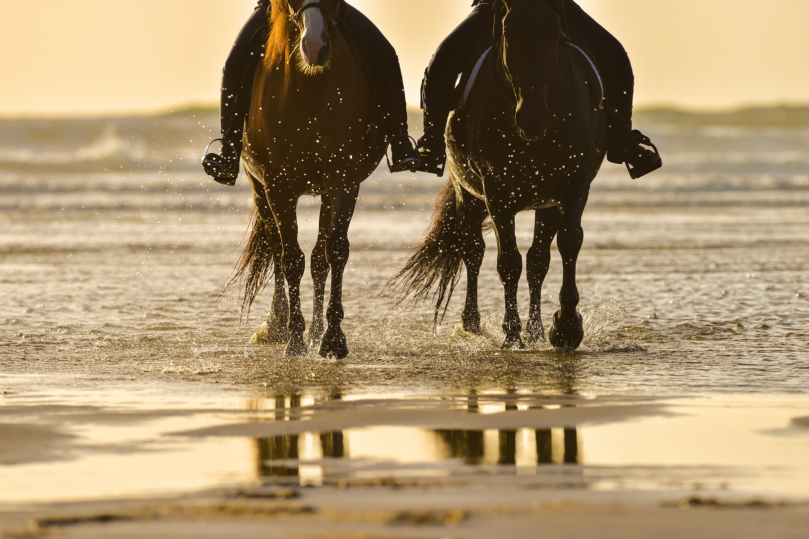 Horse riding on the beach at sunset, France